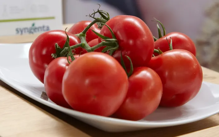 Low Res TomatoVision Robotics