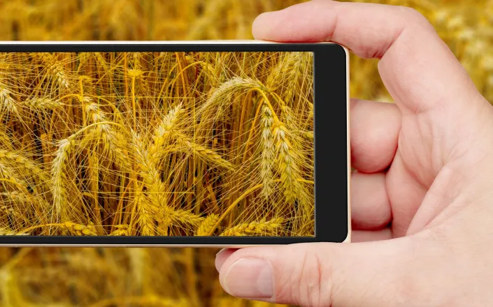 Cereal stalks on monitor screen