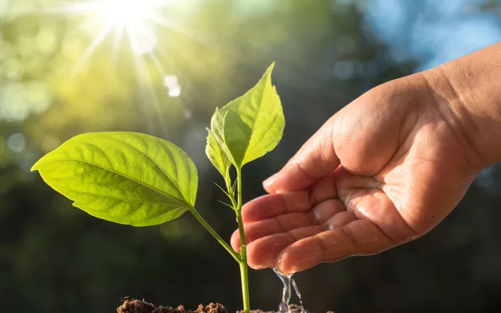 plant and save forest concept