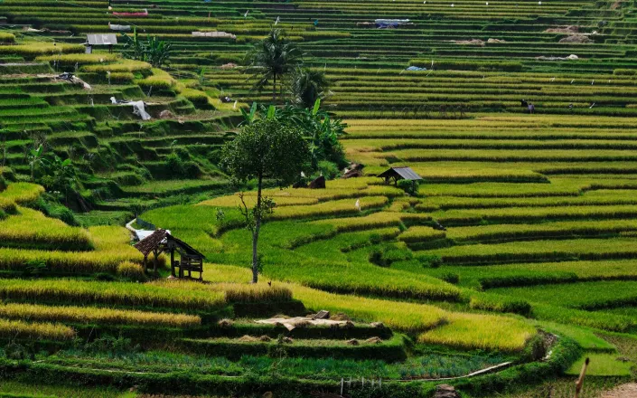 Landscape of Indonesian rice field
