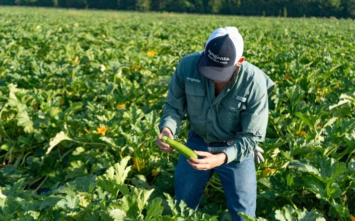 Syngenta product specialist at a zucchini field