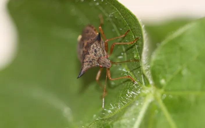 Euschistus heros on soybean