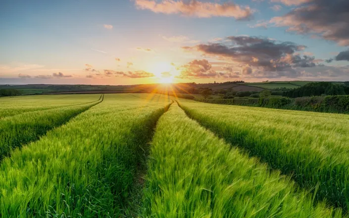 Field of barley at sunset