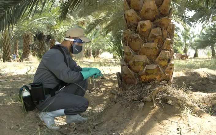 Injecting the palm tree with Revive