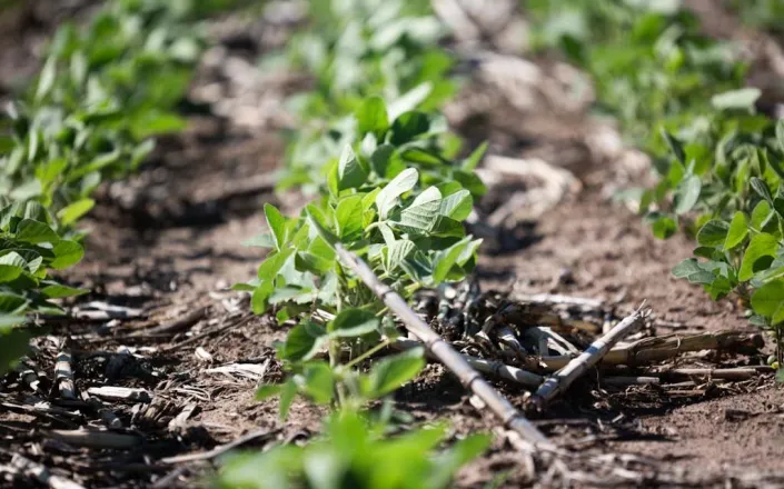 untreated soybean crops with weeds 