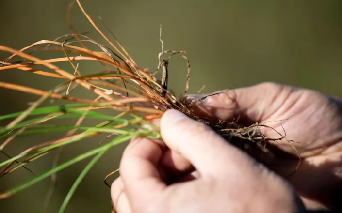 untreated and treated with VIRESTINA rye grass lolium