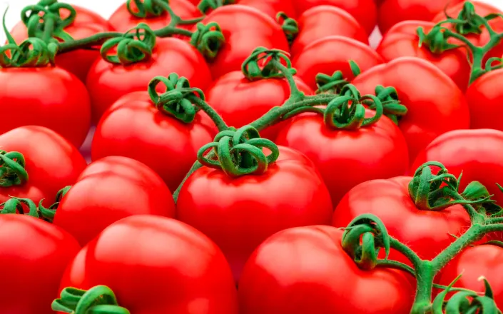 Tomato - Major scientific breakthrough increases crop yields by  using the plant’s own natural mechanisms