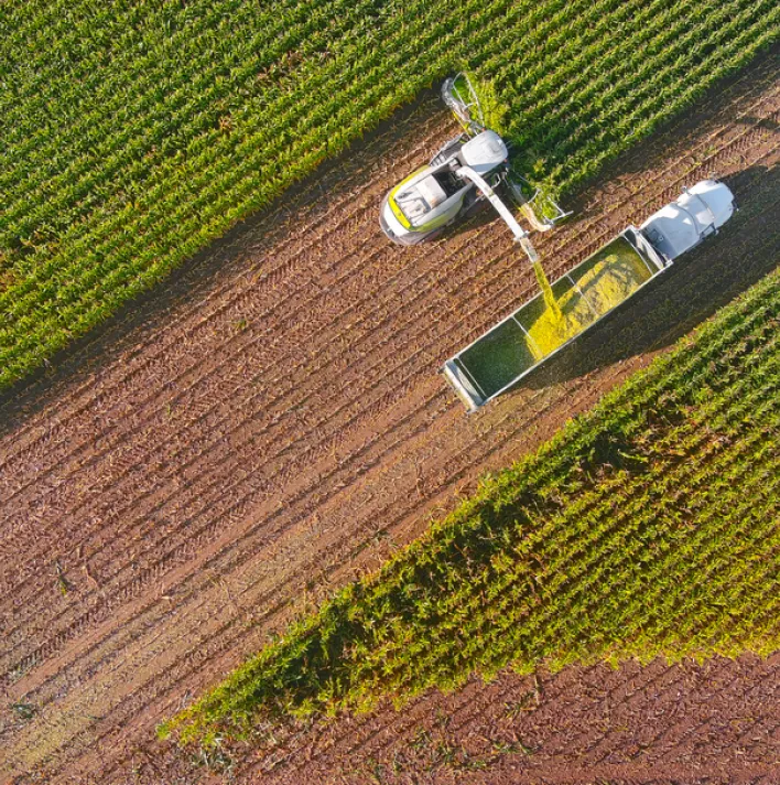 Combine harvester harvesting corn