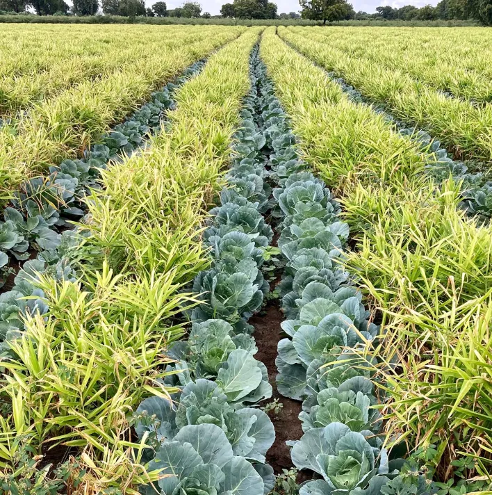 Intercropping Banner Image