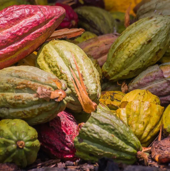 Cocoa pods