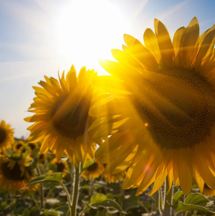Close up of sunflowers in field