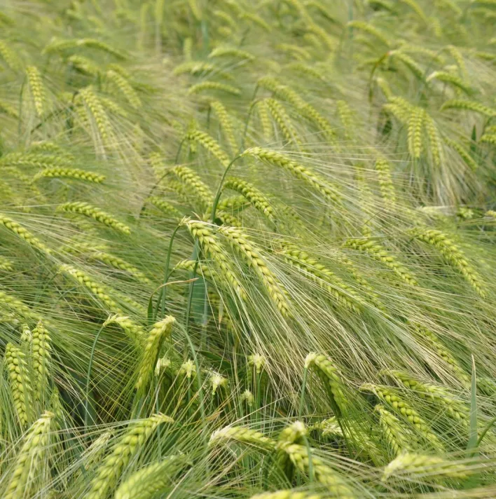 Hybrid barley field