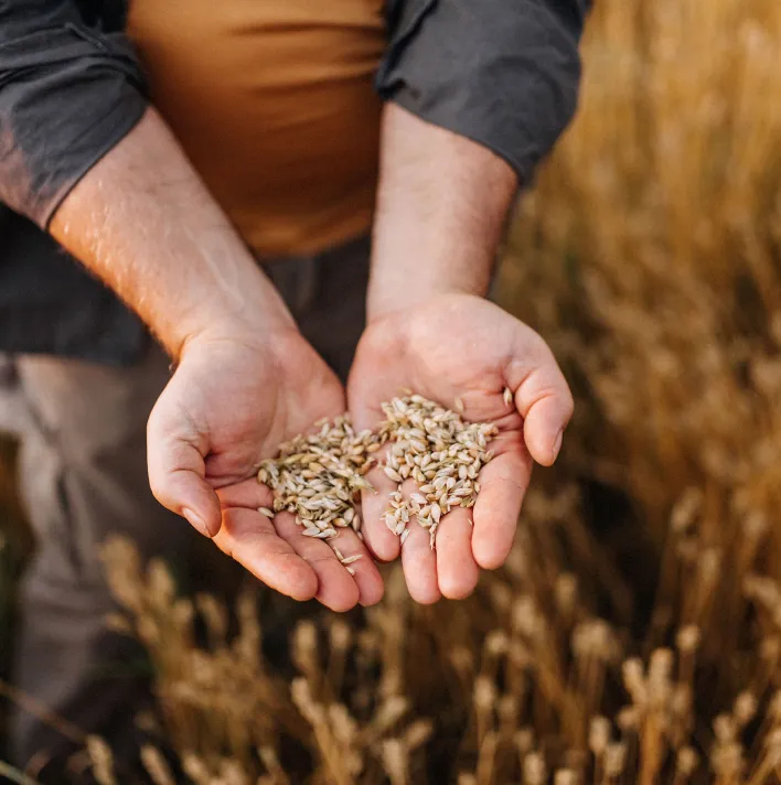 Farmer controlling harvest quality in his field