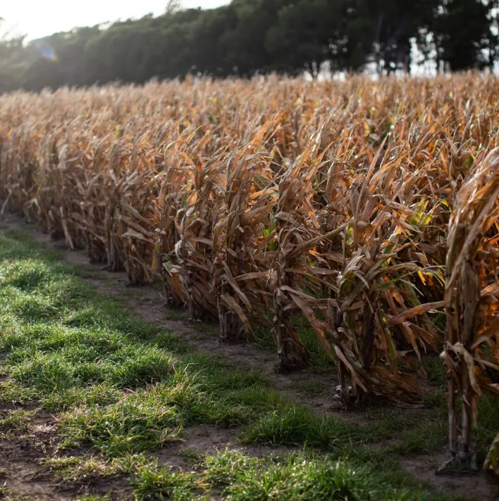 Corn crops with rye grass lollium