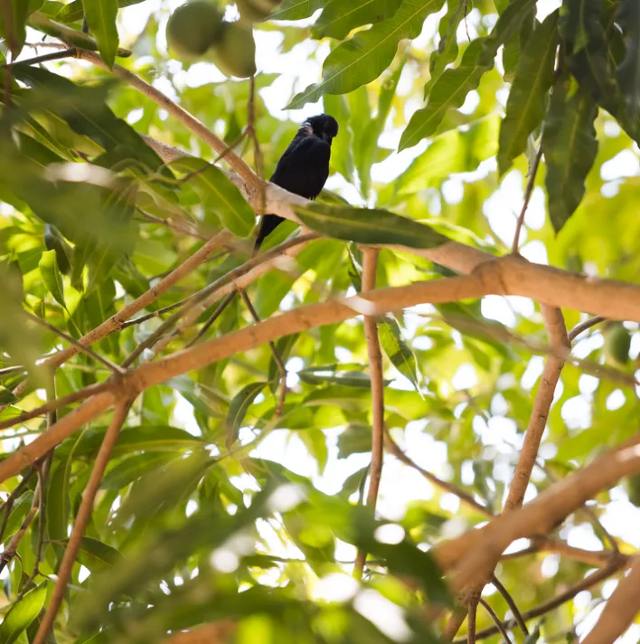 Close-up on Brazilian biodiversity