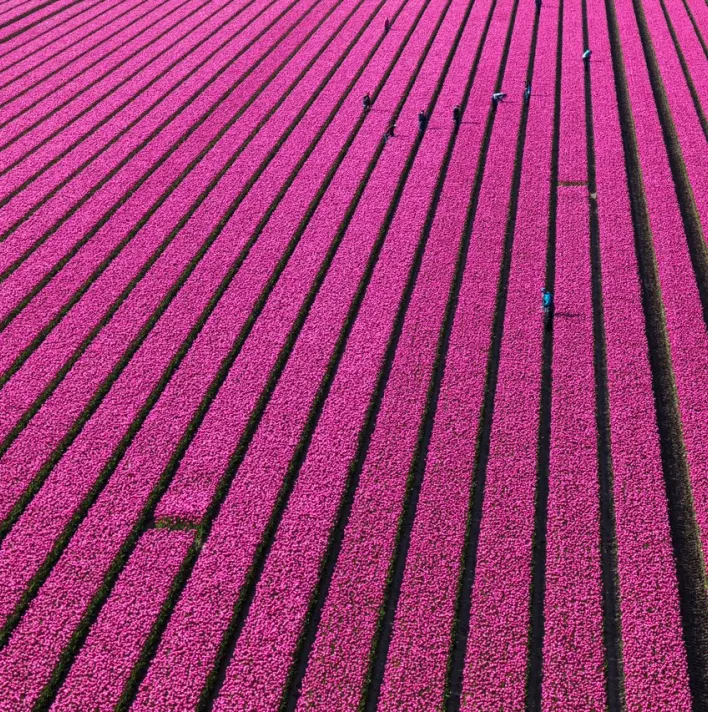 Aerial view of the tulip fields