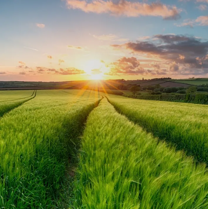 Field of barley at sunset