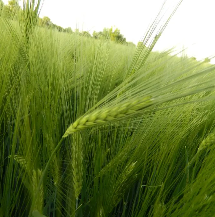 Hybrid wheat trial fields 