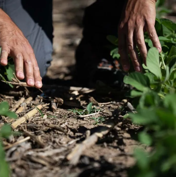 Viewing untreated soybean crops with weeds