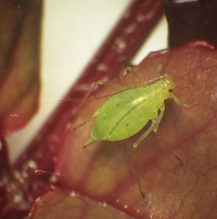 Individual aphid