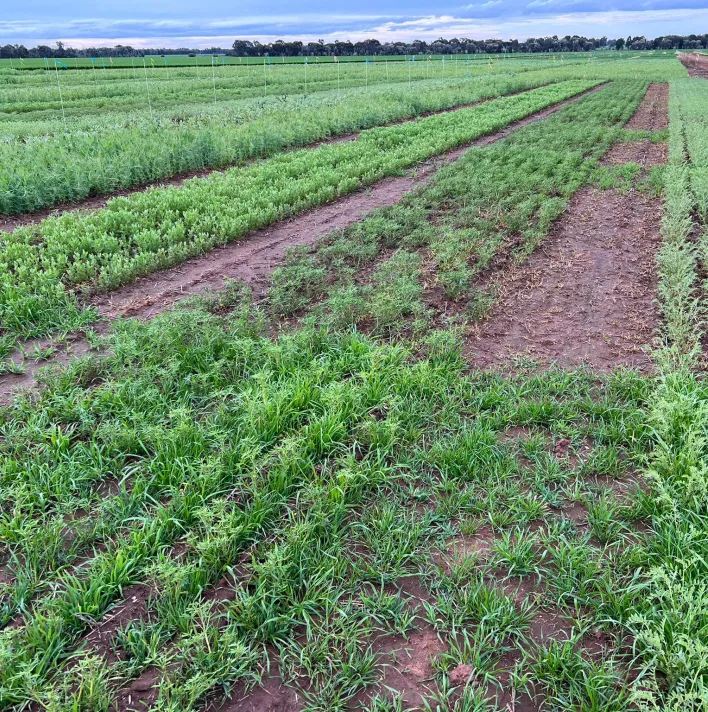 Ryegrass