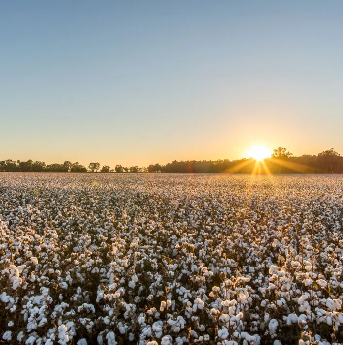 Cotton field dawn