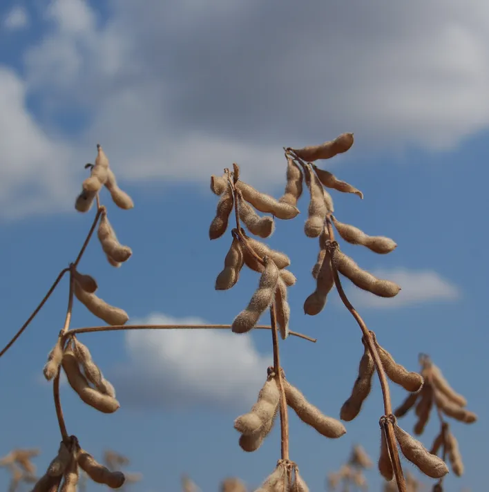 Pre-harvest soybean