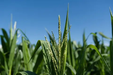 Corn Plant