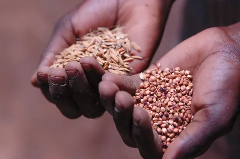 Hands holding seeds copy