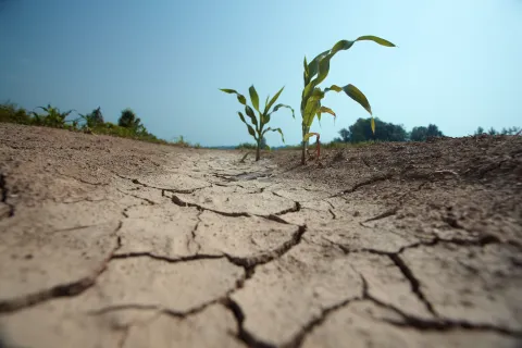 Drought conditions threaten corn crops