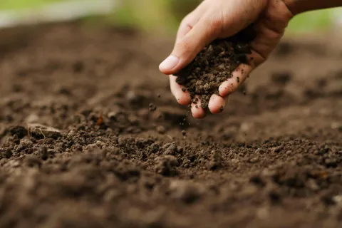 Farmer checking soil health