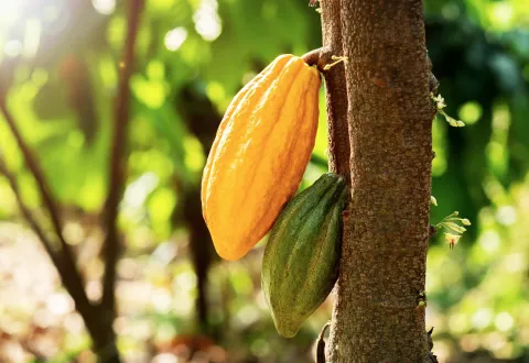 cocoa bean