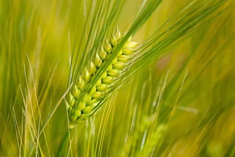 Six Row Barley
