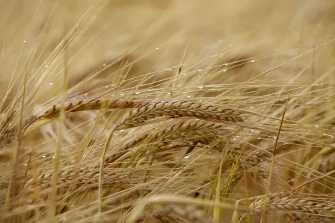 Barley with waterdrops
