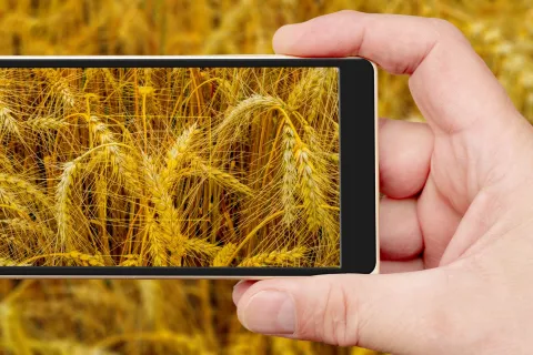 Cereal stalks on monitor screen