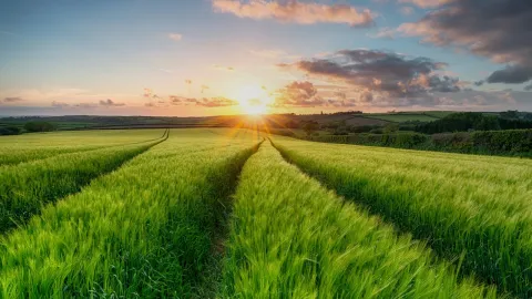 Field of barley at sunset