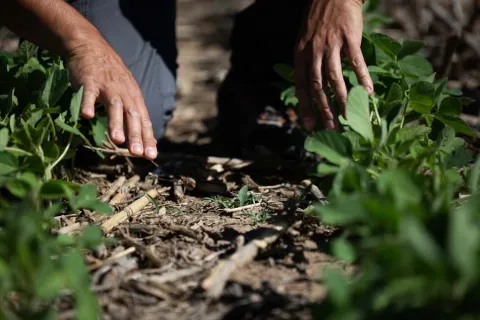 untreated soybean crops with weeds