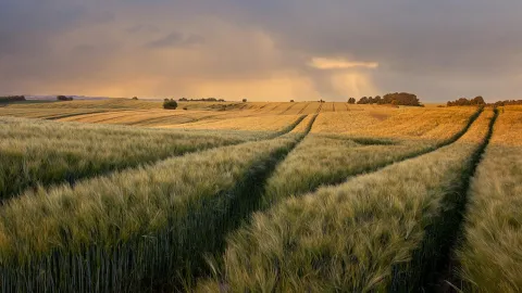 Fields of wheat