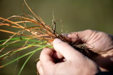 untreated and treated with VIRESTINA rye grass lolium