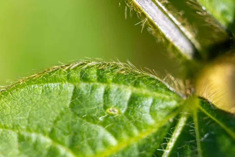 Closeup Soybean