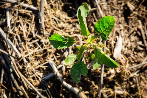 Amaranthus weeds
