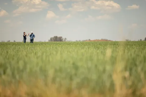 Farmers discussing in low-till field