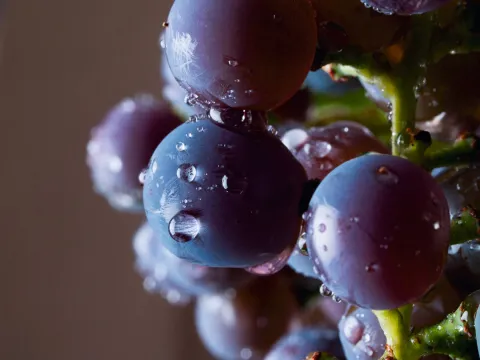 Close up on grapes