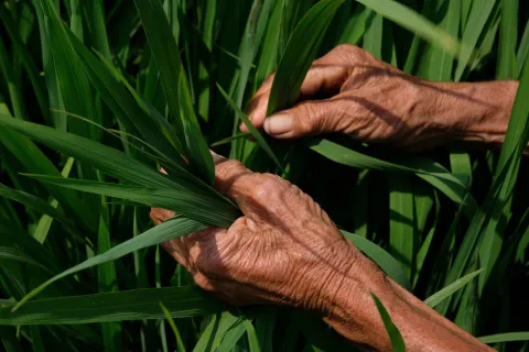 Detail of farmer handling rice crop