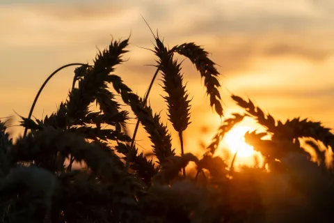 Silhouettes of wheat ears in a field at sunset