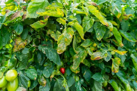 Tomato crop (Tomato (lat. solanum lycopersicon) infested with tomato leafminer