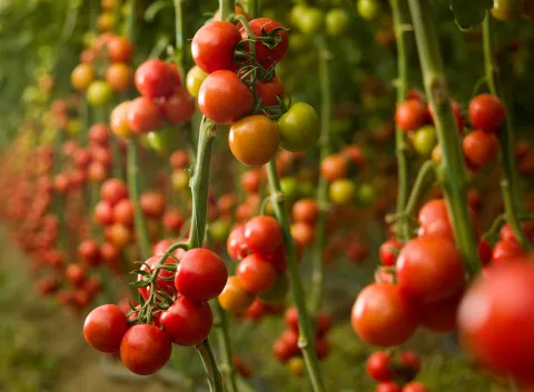 Tomatoes growing in a greenhouse