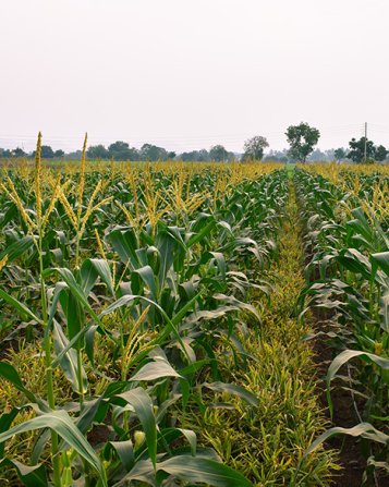 Intercropping maize and corn crop
