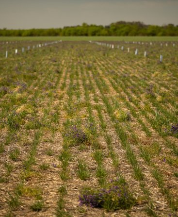 low-till field intercroped with flowers and pecan-nut trees