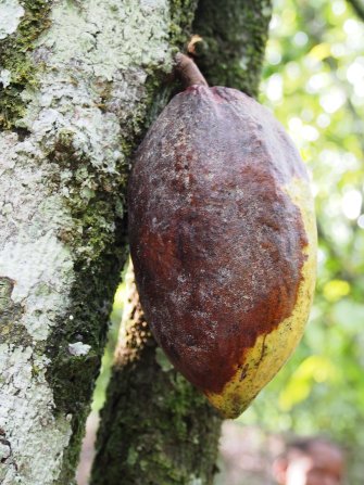 Cocoa with black Pod Disease